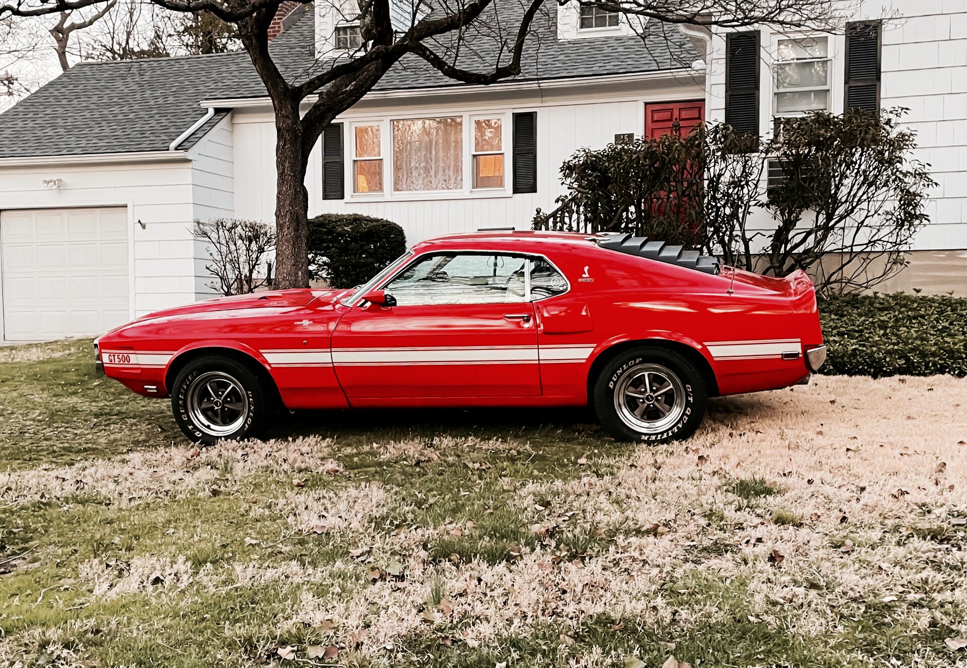 Red Shelby GT500 with white side stripes, side profile on a residential lawn